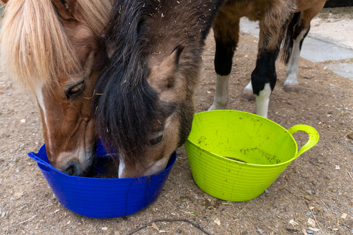 Die Ponys fressen gemeinsam aus einer Futterschüssel