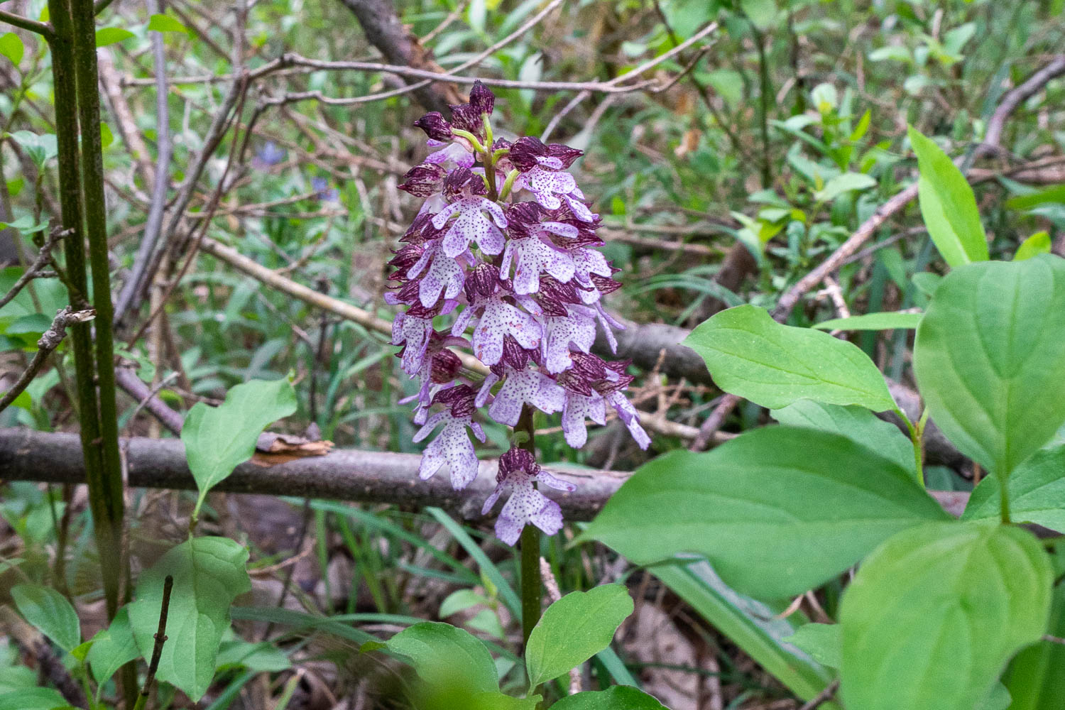 Purpur-Knabenkraut (Orchis purpurea)