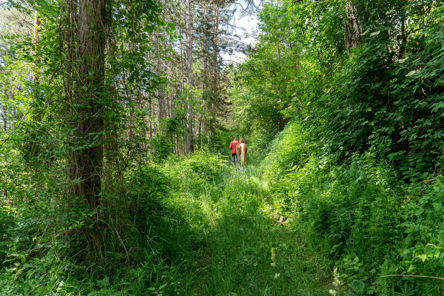 dicht bewachsener Wiesenweg mit Urwaldfeeling
