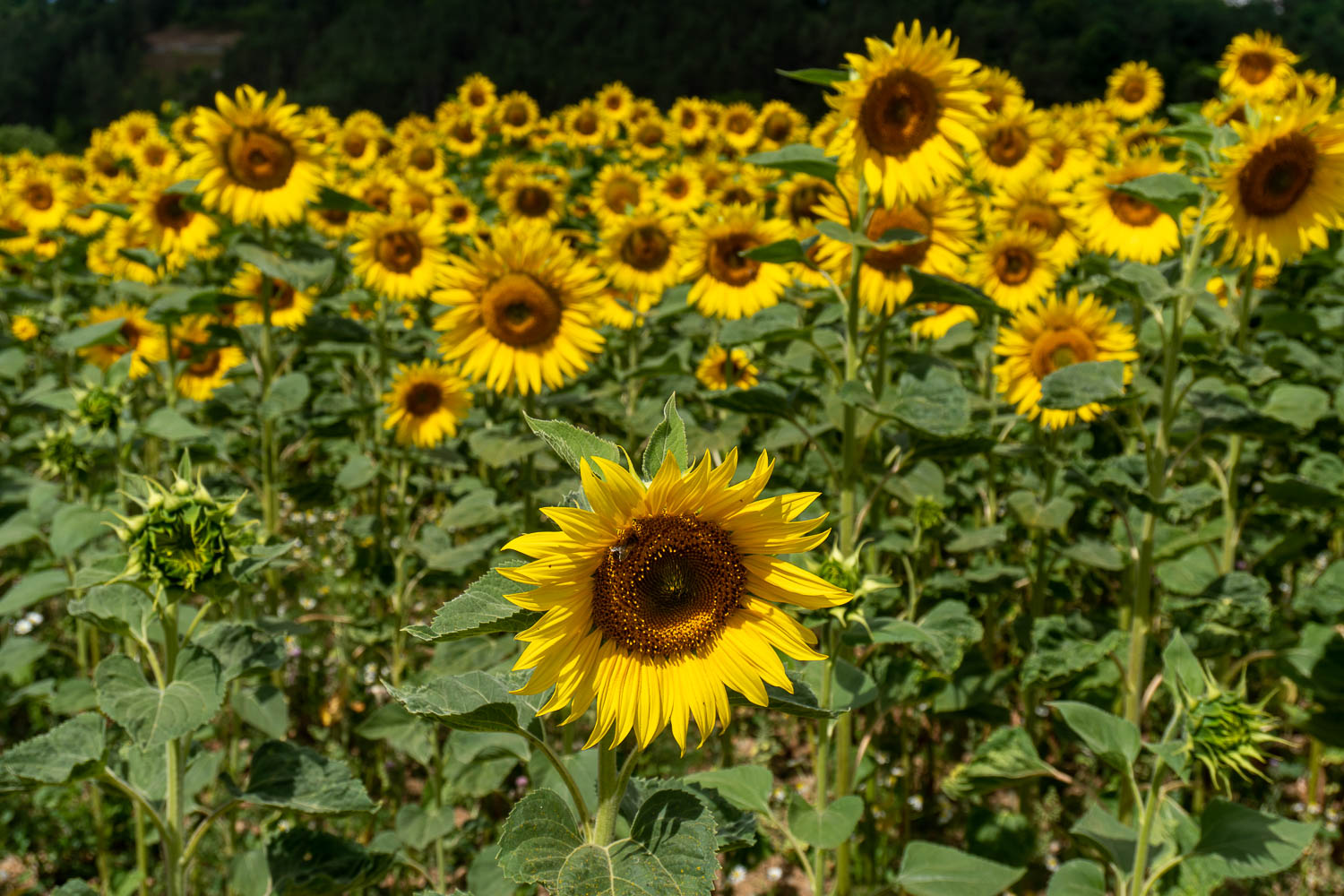 Sonnenblumen Werbachhausen